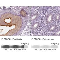 ELSPBP1 Antibody, Novus Biologicals:Antibodies:Primary Antibodies